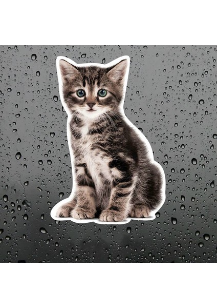 Sevimli Yaramaz Kedi Araba Sticker Etiket 18 cm M4