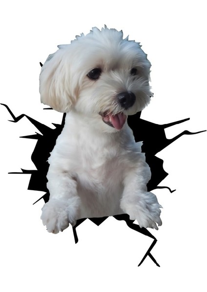 Maltese Araba Sticker Yapıştırması MODEL10 18 cm