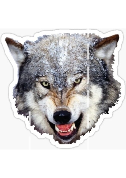 Öfkeli Kızgın Kurt Araba Sticker Oto Yapıştırması 18 cm Model 11