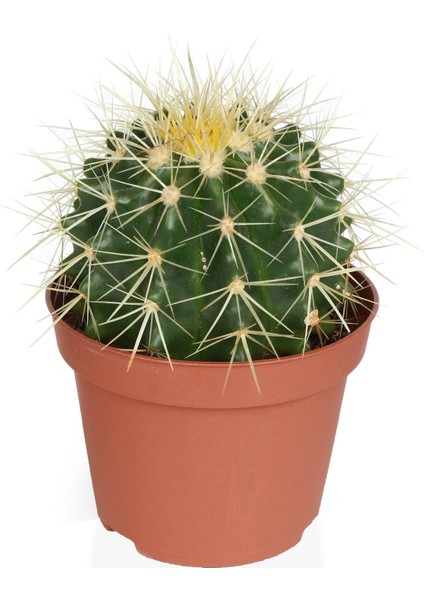Echinocactus Grusonii 5,5cm Saksıda Kaktüs