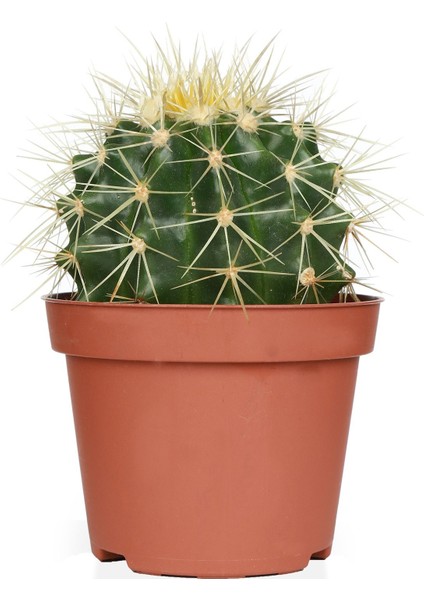 Echinocactus Grusonii 5,5cm Saksıda Kaktüs fiyatları