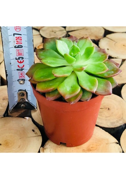 Sedeveria Letizia Kızaran Yapraklı Nadir Tür Sukulent