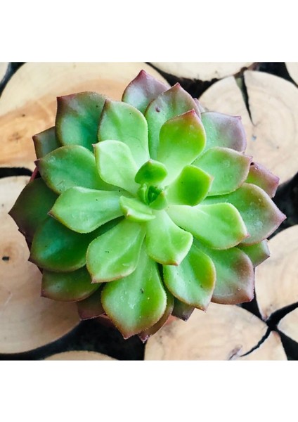 Sedeveria Letizia Kızaran Yapraklı Nadir Tür Sukulent fiyatları