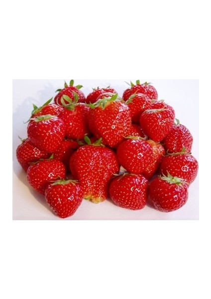 75 Adet ( Yediveren ) Kokulu Çilek Fidesi Açık Kök 1 Inci Sınıf