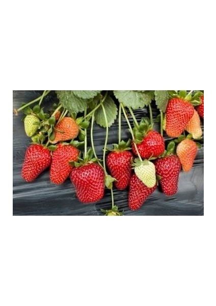 500 Adet ( Yediveren ) Kokulu Çilek Fidesi Açık Kök 1 Inci Sınıf