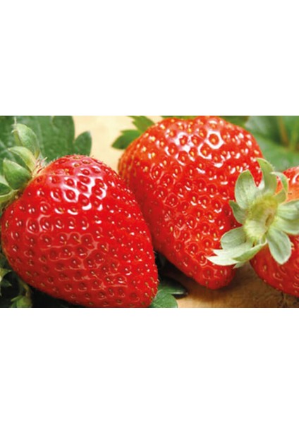 95 Adet ( Aromas ) Cinsi Kokulu Çilek Fidesi Açık Kök 1 Inci Sınıf
