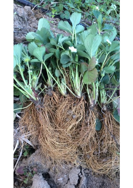 500 Adet ( Monterey ) Cinsi Kokulu Çilek Fidesi Açık Kök 1 Inci Sınıf