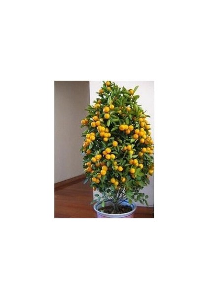 5 Adet Tohum Bodur Bonsai Mandalina Bonzai Ağacı Tohum
