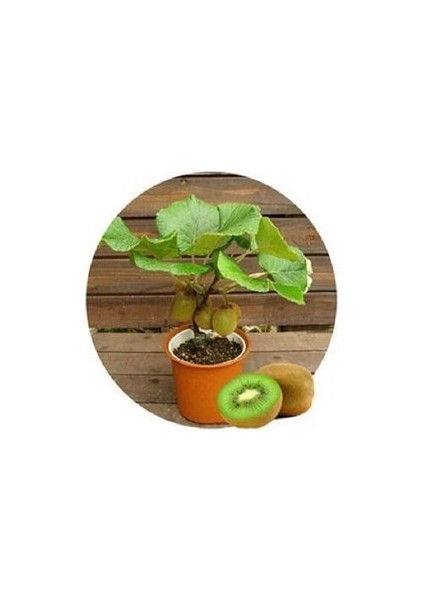 20 Adet Tohum Bodur Kivi Bonsai Ağacı Tohumu Saksı Toprak U