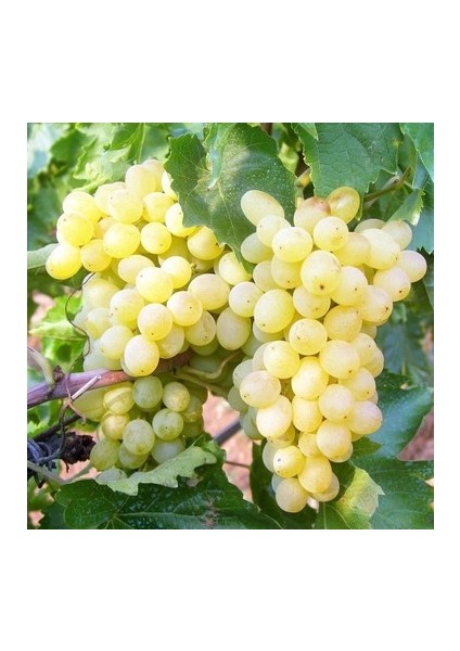 Yalova Incisi Açık Kök Üzüm(Asma-Bağ) Fidanı
