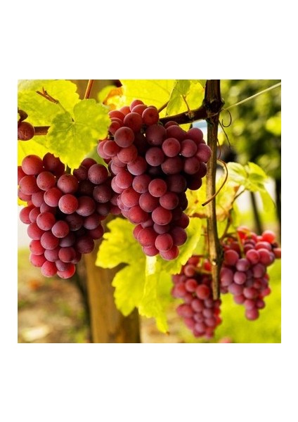 Red Globe Açık Kök Üzüm(Asma-Bağ) Fidanı