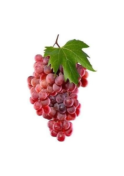 Red Globe Açık Kök Üzüm(Asma-Bağ) Fidanı fiyatları