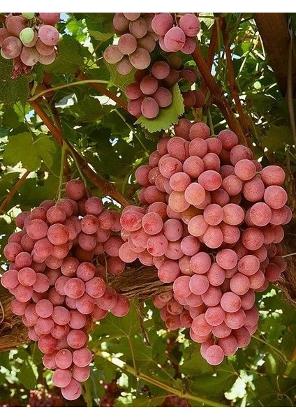 Red Globe Açık Kök Üzüm(Asma-Bağ) Fidanı fırsatları