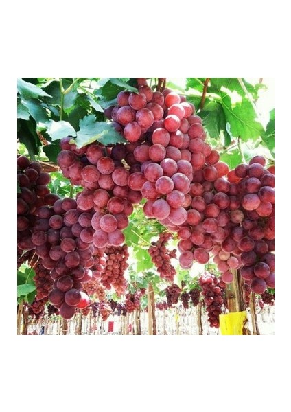 Red Globe Açık Kök Üzüm(Asma-Bağ) Fidanı indirimleri