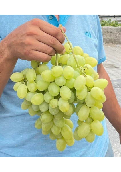 Musalı Beyazı Açık Kök Üzüm (Asma-Bağ) Fidanı