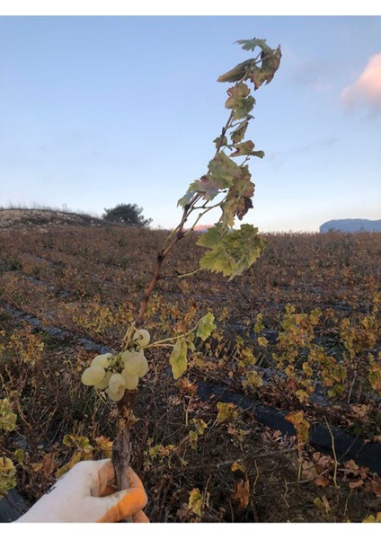 Musalı Beyazı Açık Kök Üzüm (Asma-Bağ) Fidanı fiyatları