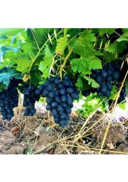 Horoz Karası (Antep Karası), Açık Kök Üzüm (Asma-Bağ) Fidanı