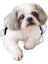 Shih Tzu Köpek Araba Sticker Yapıştırma 17 cm 1