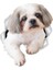 Shih Tzu Köpek Araba Sticker Yapıştırması 18 cm 1