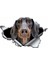 Dachshund Yırtık Deseni Araba Sticker Model1 20 cm 1