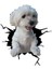 Maltese Araba Sticker Yapıştırması MODEL10 18 cm 1