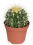 Echinocactus Grusonii 5,5cm Saksıda Kaktüs 1