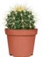 Echinocactus Grusonii 5,5cm Saksıda Kaktüs 2