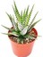 Haworthia Fasciata Haworthia Zebra 1