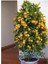 5 Adet Tohum Bodur Bonsai Mandalina Bonzai Ağacı Tohum 1