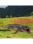 Deniz Dinozor Rakamlar Prehistorik Hayvan Derin Deniz Canavar Parti Favor Kronosaurus (Yurt Dışından) 5