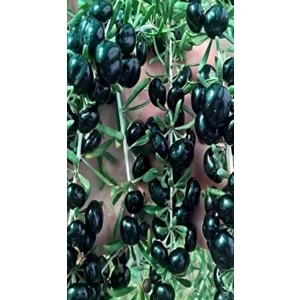 Siyah Renkli Goji Berry Fidanı