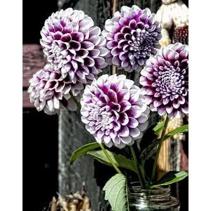 2 Adet Mor Ebruli Yıldız Dahlıa Çiçek Soğanı