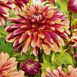 2 Adet Turuncu Pembe Yıldız Dahlıa Çiçek Soğanı