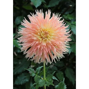 2 Adet Pudra Püskül Yıldız Dahlıa Çiçek Soğanı