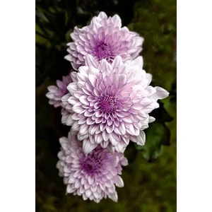 2 Adet Eflatun Yıldız Dahlıa Çiçek Soğanı