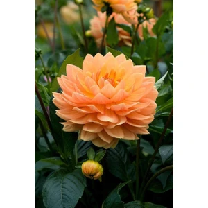 2 Adet Yavruağzı Yıldız Dahlıa Çiçek Soğanı