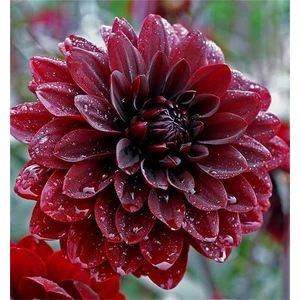 2 Adet Koyu Kırmızı Yıldız Dahlıa Çiçek Soğanı