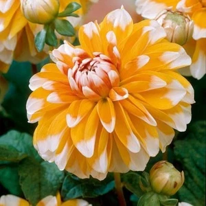 2 Adet Beyaz Uçlu Turuncu Yıldız Dahlıa Çiçek Soğanı