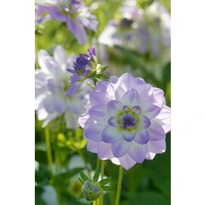 2 Adet Saydam Lila Yıldız Dahlıa Çiçek Soğanı