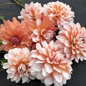 2 Adet Toprak Yıldız Dahlıa Çiçek Soğanı