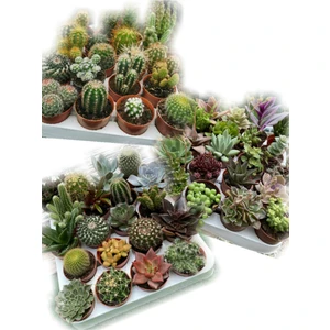 Egzotik Bahçe Egzotikbahçe 5 Adet Kaktüs ve Sukulent Mix Karışım Set