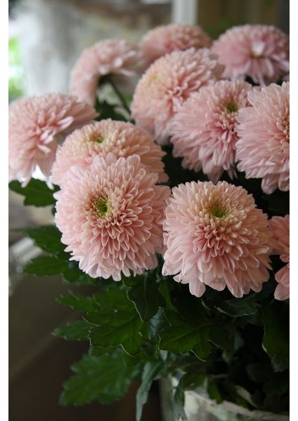 2 Adet Pudra Yıldız Dahlıa Çiçek Soğanı