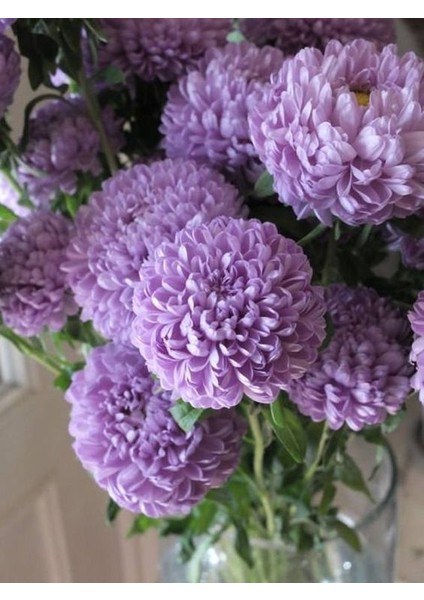 2 Adet Lila Yıldız Dahlıa Çiçek Soğanı