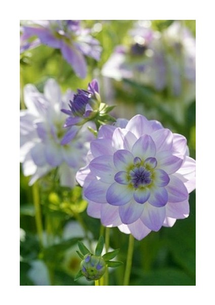 2 Adet Saydam Lila Yıldız Dahlıa Çiçek Soğanı