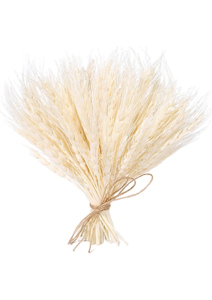 100 Adet Gerçek Kurutulmuş Buğday Kulak Çiçek Doğal Çim Düğün Parti Dekorasyon Bej (Yurt Dışından)