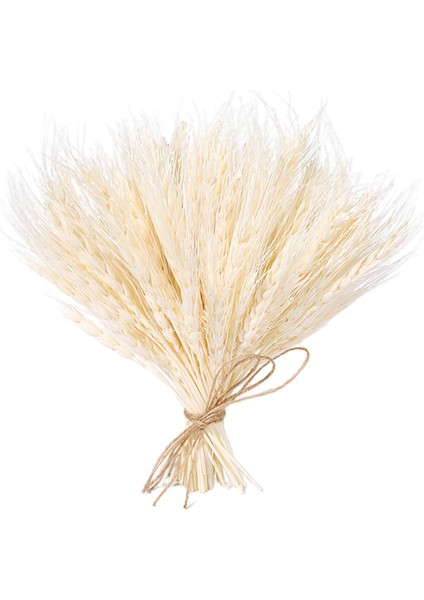 100 Adet Gerçek Kurutulmuş Buğday Kulak Çiçek Doğal Çim Düğün Parti Dekorasyon Bej (Yurt Dışından) fiyatları