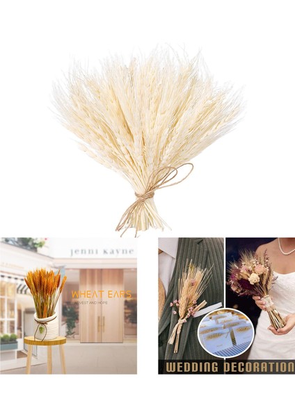 100 Adet Gerçek Kurutulmuş Buğday Kulak Çiçek Doğal Çim Düğün Parti Dekorasyon Bej (Yurt Dışından) fırsatları