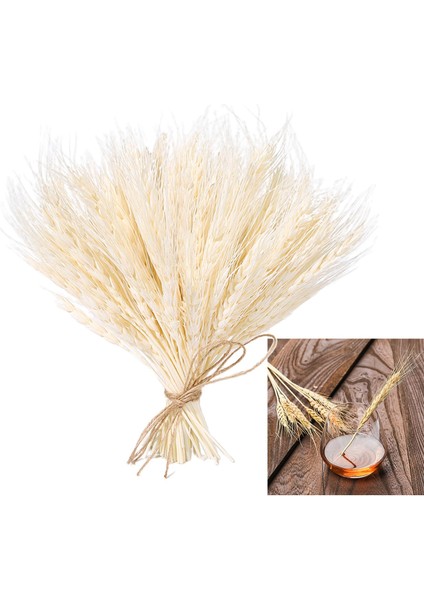 100 Adet Gerçek Kurutulmuş Buğday Kulak Çiçek Doğal Çim Düğün Parti Dekorasyon Bej (Yurt Dışından) indirimleri