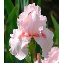 2 Adet Iris (Süsen) Germenica Soft Pembe Renk Çiçek Soğanı