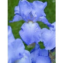 2 Adet Iris Germenica Gök Mavi Renk Çiçek Soğanı